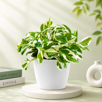 Marble Money Plant in White Decorative Pot – Elegant Indoor Live Plant