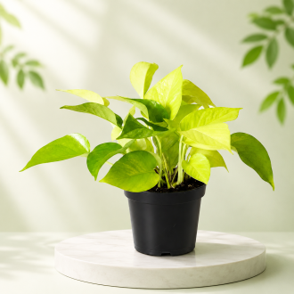 Neon Money Plant Live Indoor Plant with Nursery Pot for Home & Office Décor