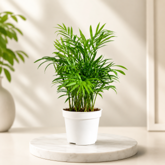 Table Chamundora Palm in White Pot – Compact Indoor Decorative Plant